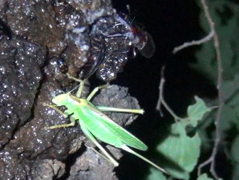 今期初 樹液にヤブキリ_東京多摩地区・団地前のクヌギ_2024年7月8日夜